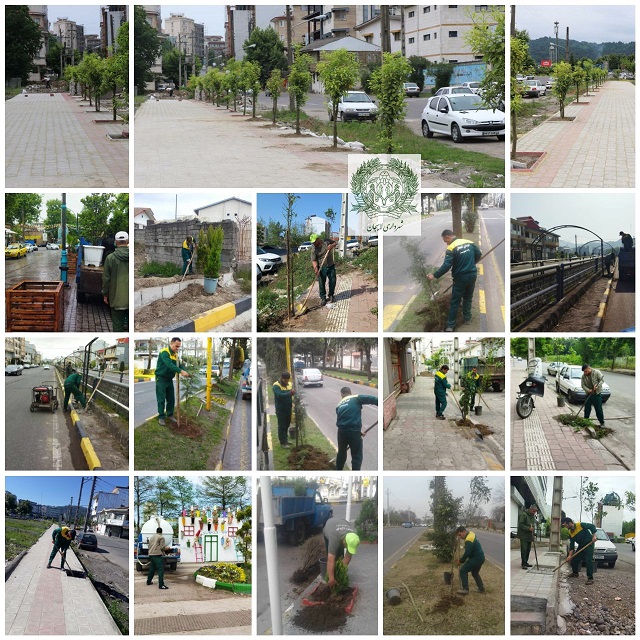  بیش از 2300 اصله درخت در پنج ماه گذشته توسط شهرداری لاهیجان کاشت شد‌ 
